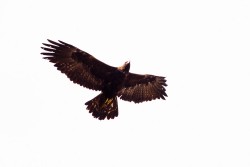 Golden Eagle (Aquila chrysaetos)